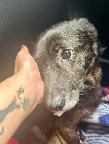 Cachorros resgatados no Rio Grande do Sul são adotados no Rio de Janeiro / Reprodução