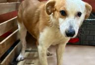 Cachorros resgatados no Rio Grande do Sul são adotados no Rio de Janeiro