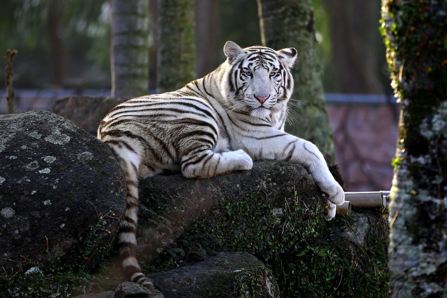 Animais do zoológico do Beto Carrero World, imagem de arquivo / Beto Carrero World
