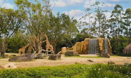 Destino dos animais de zoológico do Beto Carrero World é questionado pelo MP de Santa Catarina