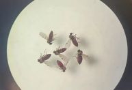 Atual surto de febre oropouche coincide com surgimento de nova linhagem do vírus