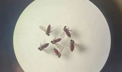 Febre oropouche ultrapassa fronteiras da Amazônia e se propaga no país