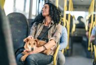 Câmara de BH aprova projeto que libera transporte de animais em ônibus da capital mineira