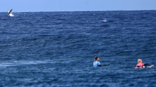 Baleia dá as caras na semifinal do surfe da Olimpíada vencida pela brasileira Tatiana Weston-Webb