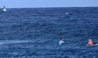 Baleia dá as caras na semifinal do surfe da Olimpíada vencida pela brasileira Tatiana Weston-Webb
