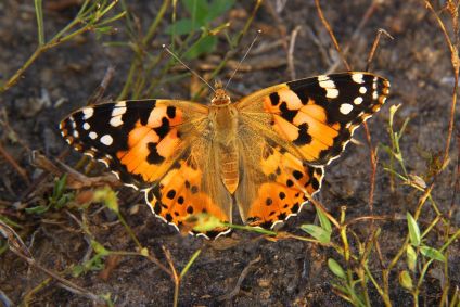 Borboletas da espécie Vanessa cardui podem ter viajado da Europa até a Guiana Francesa
