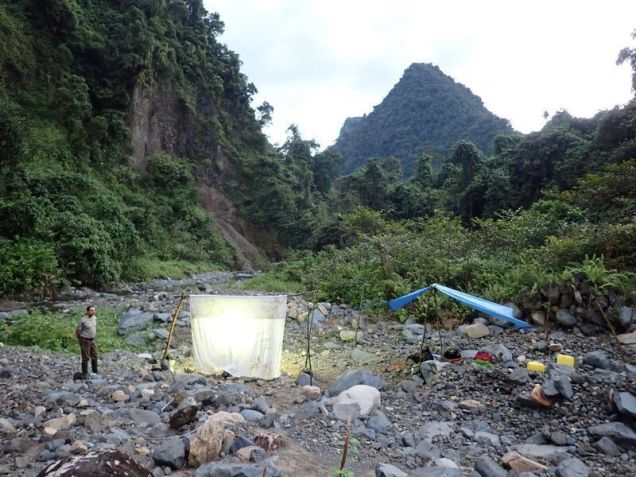 Trinta cientistas de diferentes universidades e grupos de conservação participaram da expedição, especializados em uma ampla gama de espécies. Na foto, montam uma armadilha de luz em Makira para investigar invertebrados durante a noite / Merlijn Jocque