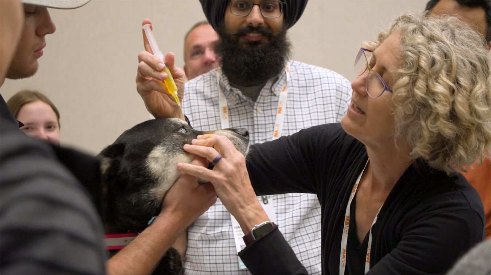 A Comunidade Veterinária Norte-Americana fornece aos veterinários generalistas o treinamento necessário para tratar problemas oculares comuns. (captura de tela capturada do vídeo) / North American Veterinary Community