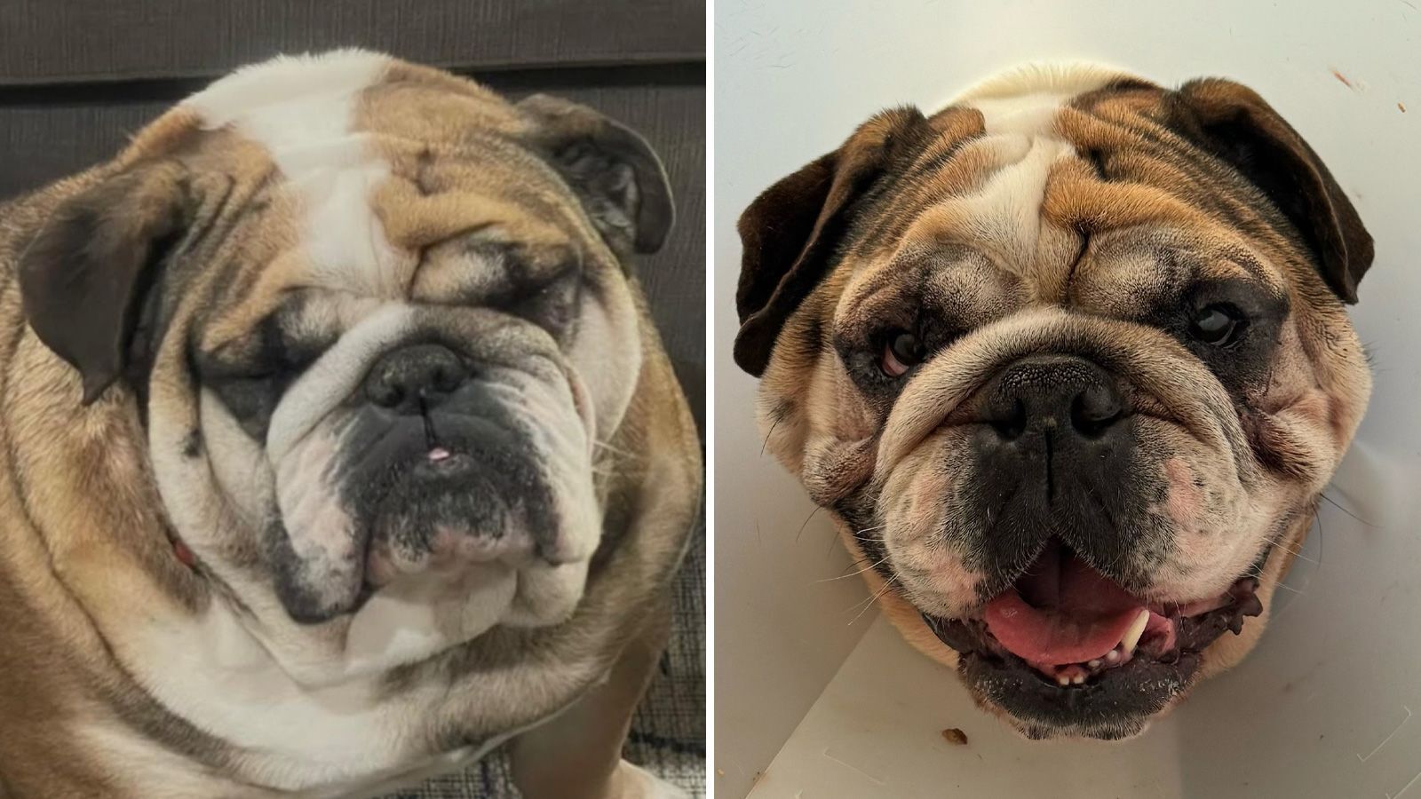Antes de sua cirurgia de pinça e abdominoplastia (esquerda), Hamilton odiava abrir os olhos. Depois que suas pálpebras foram consertadas (direita), ele está com os olhos arregalados / Lori Hilton