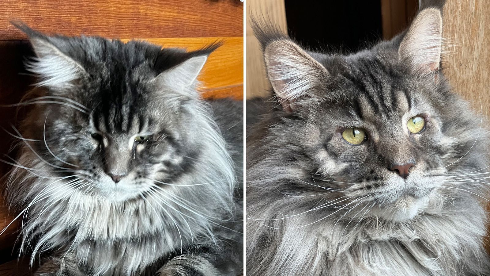 É fácil ver que Jinxy estava com dor (esquerda). Depois da cirurgia (direita), ele está todo ronronando / Martina Gibboney