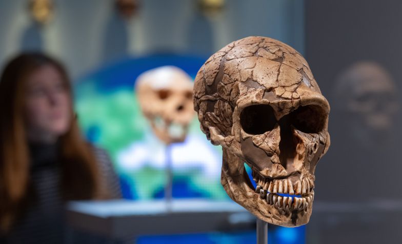 O molde de um crânio de Neandertal em exibição no Museu Estadual de Arqueologia de Chemnitz / Hendrik Schmidt/picture alliance via Getty Images