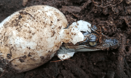 Retorno dos crocodilos: ovos de espécie quase extinta são encontrados