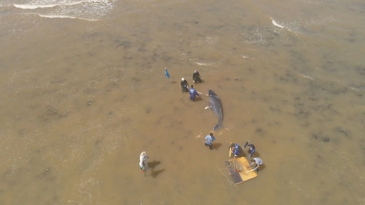 Desencalhe do filhote em 2023, com o aumento da maré / Foto: Thiago Ferrari/Amigos da Jubarte