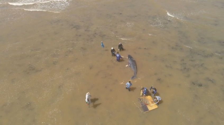 Desencalhe do filhote em 2023, com o aumento da maré / Foto: Thiago Ferrari/Amigos da Jubarte