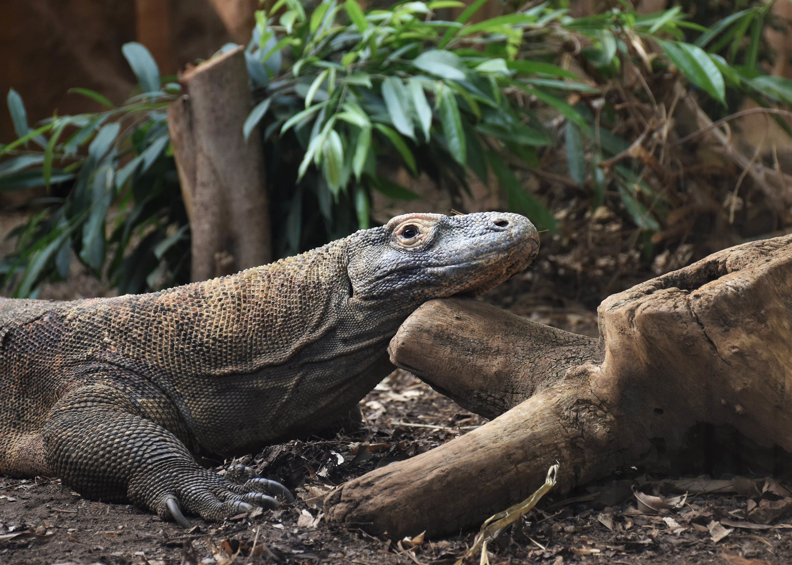 dragao de komodo