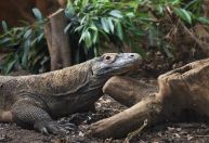 Dragão-de-komodo tem dentes com pontas de ferro, revela novo estudo