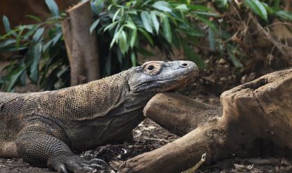 dragao de komodo