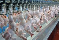 ABPA vê aumento nas vendas de frango do Brasil diante gripe aviária mundial