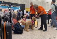 Cães confortam passageiros de voos atrasados ou cancelados em Houston