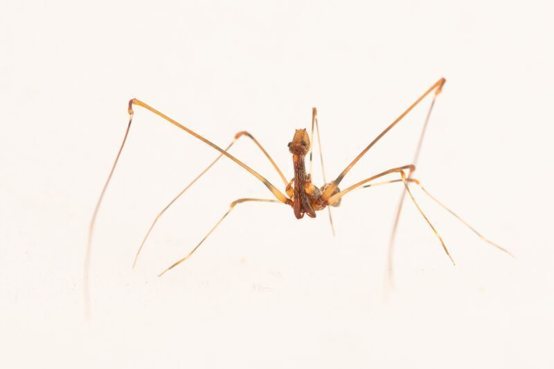 Uma nova espécie de aranha foi descoberta durante a expedição a Makira. / John C. Mittermeier/American Bird Conservancy