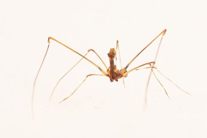 Uma nova espécie de aranha foi descoberta durante a expedição a Makira. / John C. Mittermeier/American Bird Conservancy
