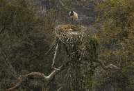 Pantanal: Biólogos tentam salvar fauna ameaçada pelo fogo