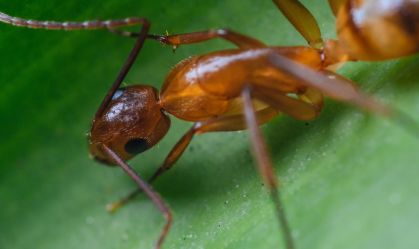 Formigas amputam membros de suas companheiras para salvá-las de infecções