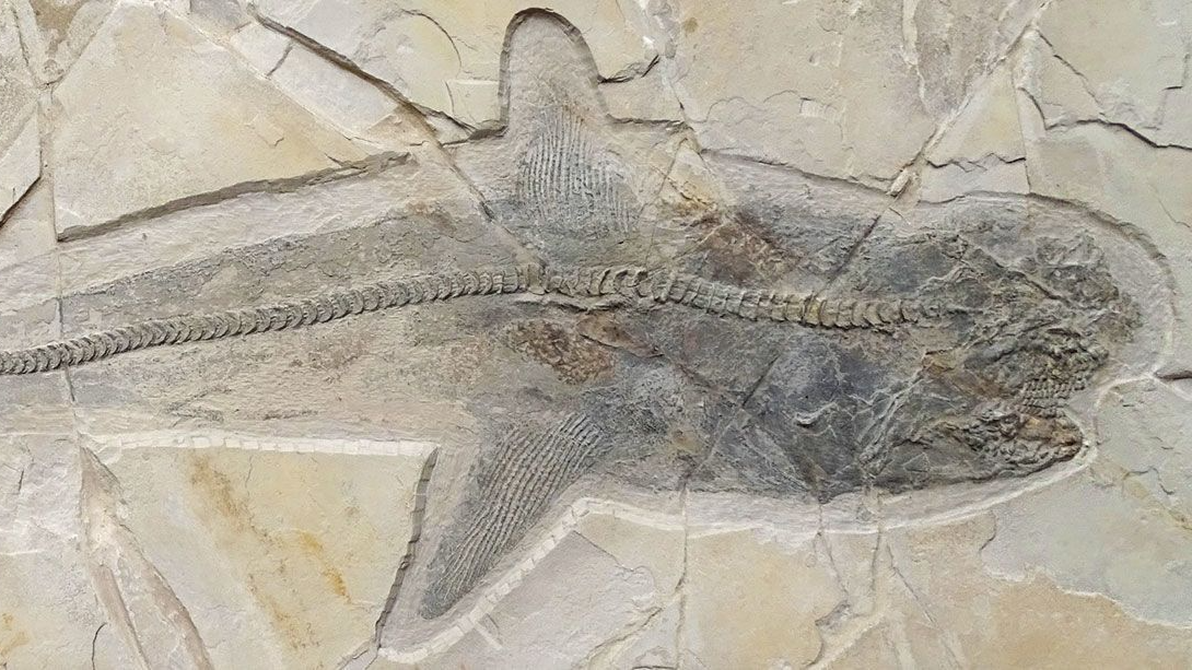 fossil-tubarao