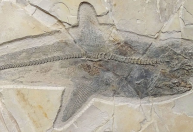 Fóssil de tubarão do tempo dos dinossauros resolve mistério de séculos