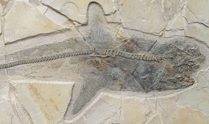 Fóssil de tubarão do tempo dos dinossauros resolve mistério de séculos