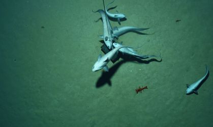 Cientistas descobrem "oxigênio negro" sendo produzido no fundo do oceano
