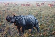 Inundações causam a morte de centenas de animais em parque nacional indiano