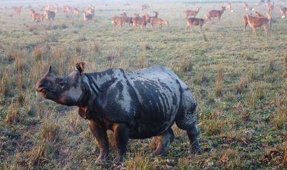 Inundações causam a morte de centenas de animais em parque nacional indiano