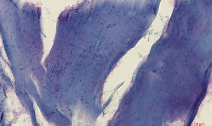 Cientistas analisam mamute e encontram fósseis de cromossomos pela primeira vez