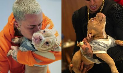 mc-daniel-cachorro