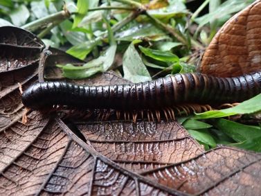 O Spirostreptus sculptus, uma espécie de milípede gigante, foi registrado no Parque Natural de Makira, em Madagascar, após não ter sido documentado por cientistas durante 126 anos