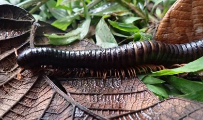 Espécie de milípede "perdida" é registrada novamente na ilha de Madagascar