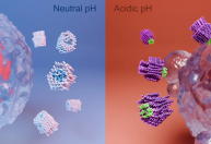 Cientistas desenvolvem nanorrobôs que podem 