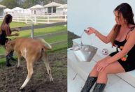 Nicole Bahls é atacada por vaca em seu sítio: "Ana Castela está muito atentada"