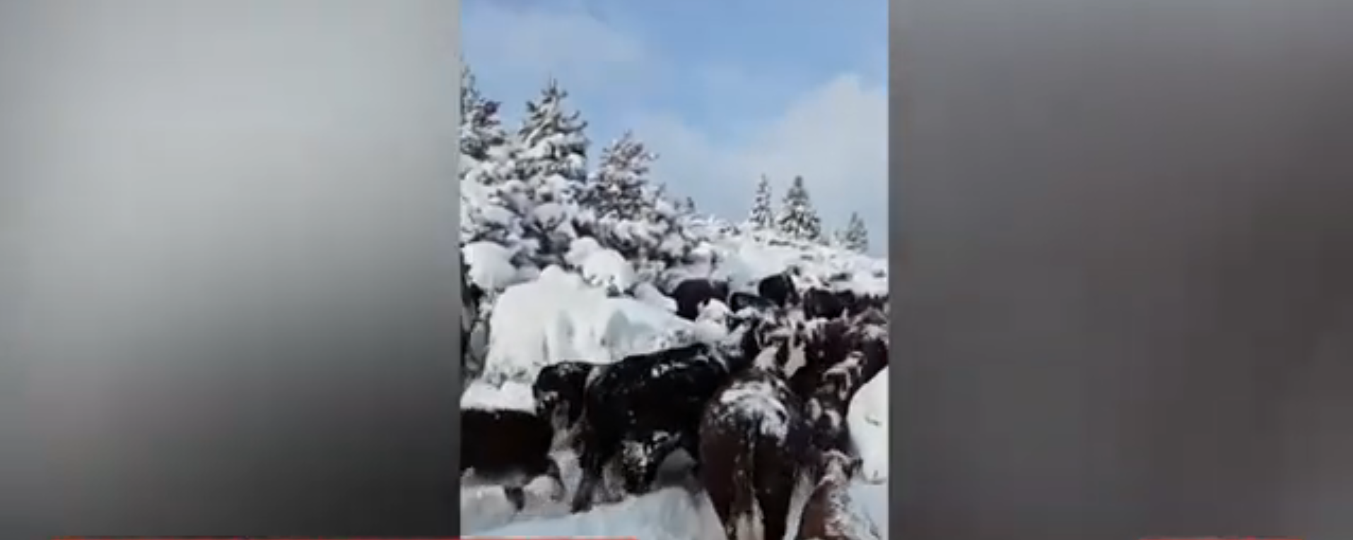 patagonia