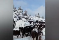 Patagônia enfrenta inverno mais rigoroso das últimas décadas