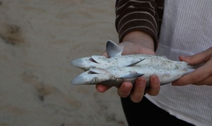 Tubarões contaminados com cocaína: droga não é produzida no Rio, afirma polícia