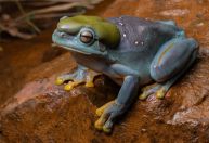 Mutação genética rara transforma rã verde em azul