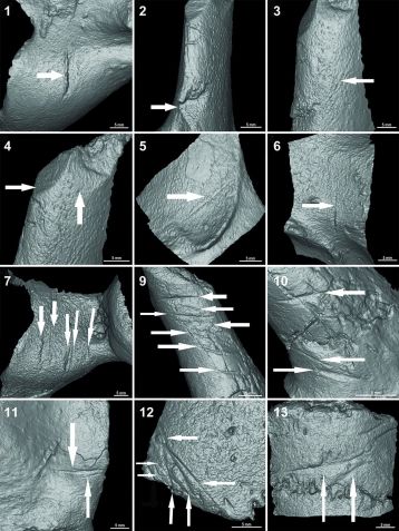 Exame detalhado das marcas de corte nos fósseis revelou que elas foram feitas por humanos com ferramentas de pedra / Miguel Eduardo Delgado et al.
