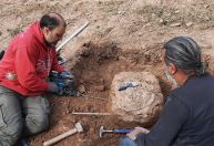 Fóssil de tatu gigante indica que Américas foram povoadas há mais de 25 mil anos