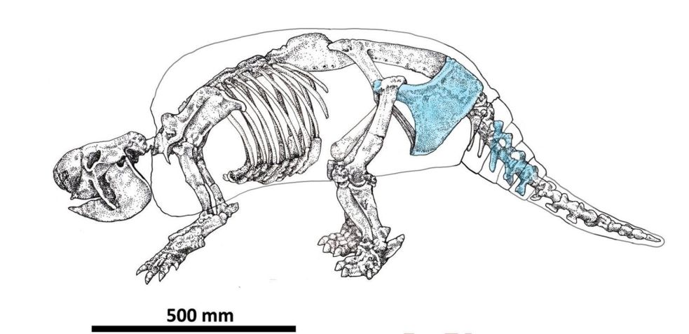 Nesta ilustração, as áreas destacadas (em azul) identificam os ossos fossilizados do espécime de Neosclerocalyptus desenterrado durante a escavação próxima à cidade de Merlo, na Argentina / Miguel Eduardo Delgado et al.