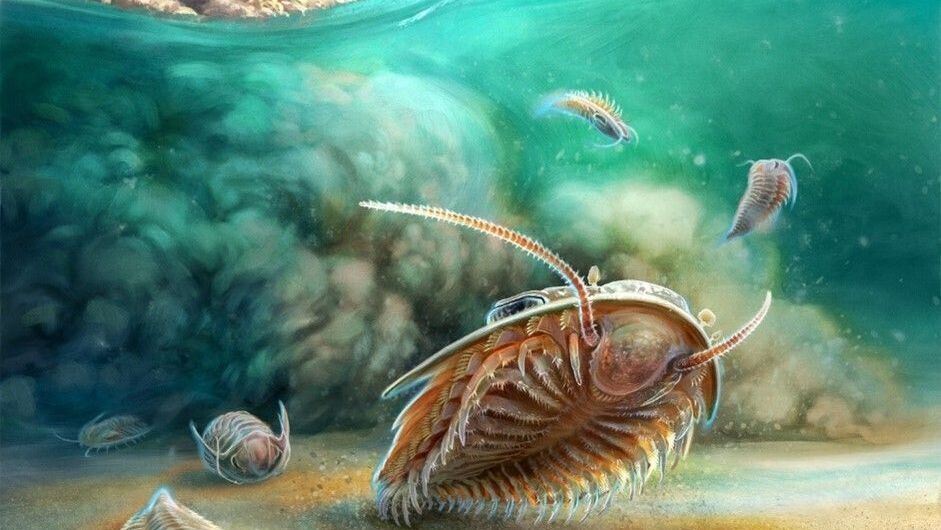 trilobitas fosseis