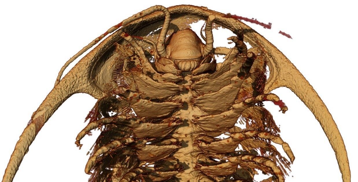 Reconstrução microtomográfica da cabeça e membros anteriores do tronco (“corpo”) do trilobita Protolenus (Hupeolenus) em vista ventral / Arnaud MAZURIER, IC2MP, Univ. Poitiers