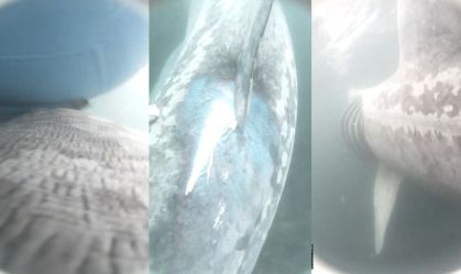 Imagens raras mostram tubarão de 7 metros sendo atingido por barco
