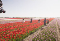 Mais de 9 milhões de tulipas foram plantadas para "Wicked"; veja bastidores